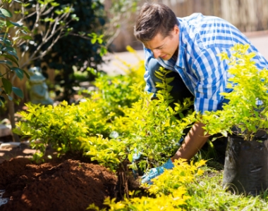 Planting Trees And Shrubs